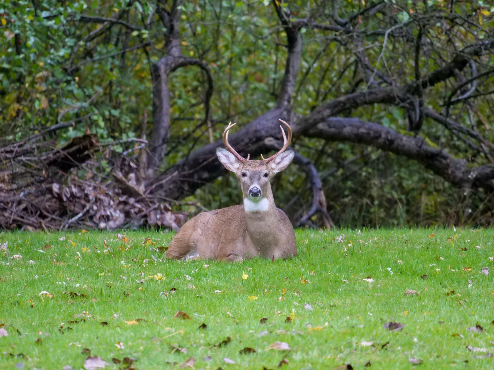 COVID-19 Virus is Evolving Rapidly in White-Tailed Deer
