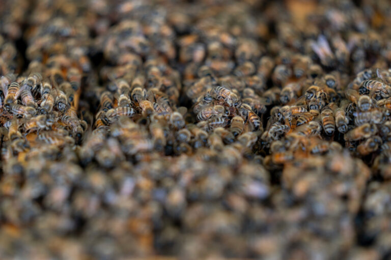 "Research Seeks Insights on Honeybee Diets for Healthier Hives"
