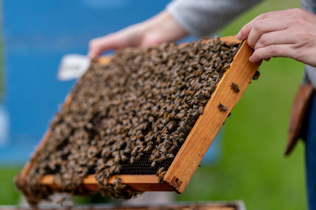 "Research Seeks Insights on Honeybee Diets for Healthier Hives"