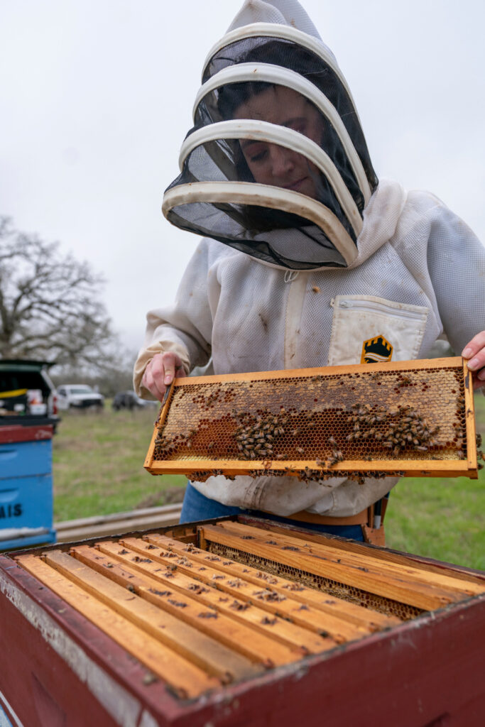 "Research Seeks Insights on Honeybee Diets for Healthier Hives"