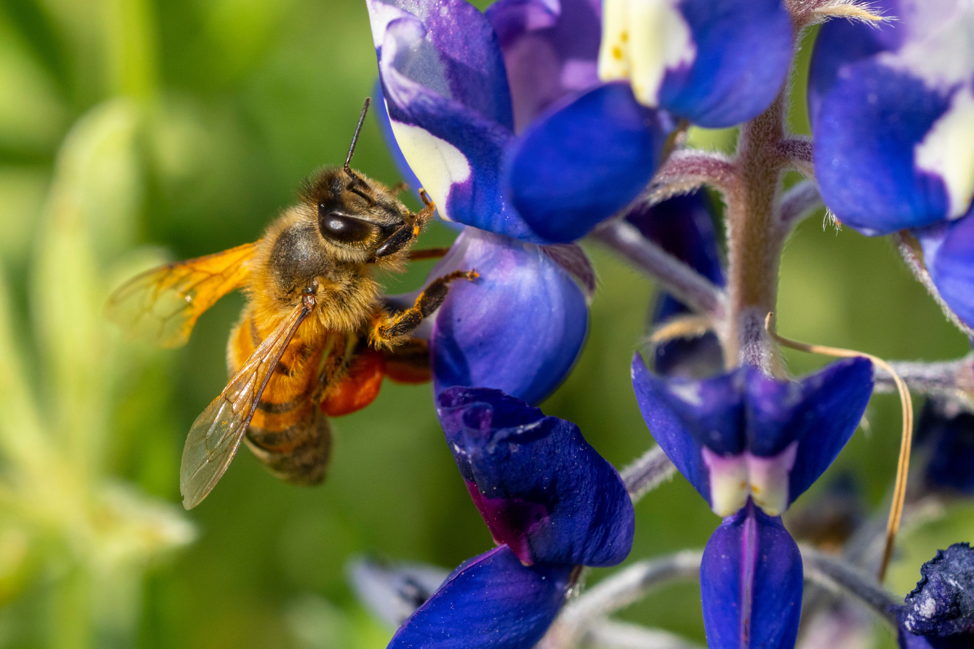 Research Seeks Insights on Honeybee Diets for Healthier Hives