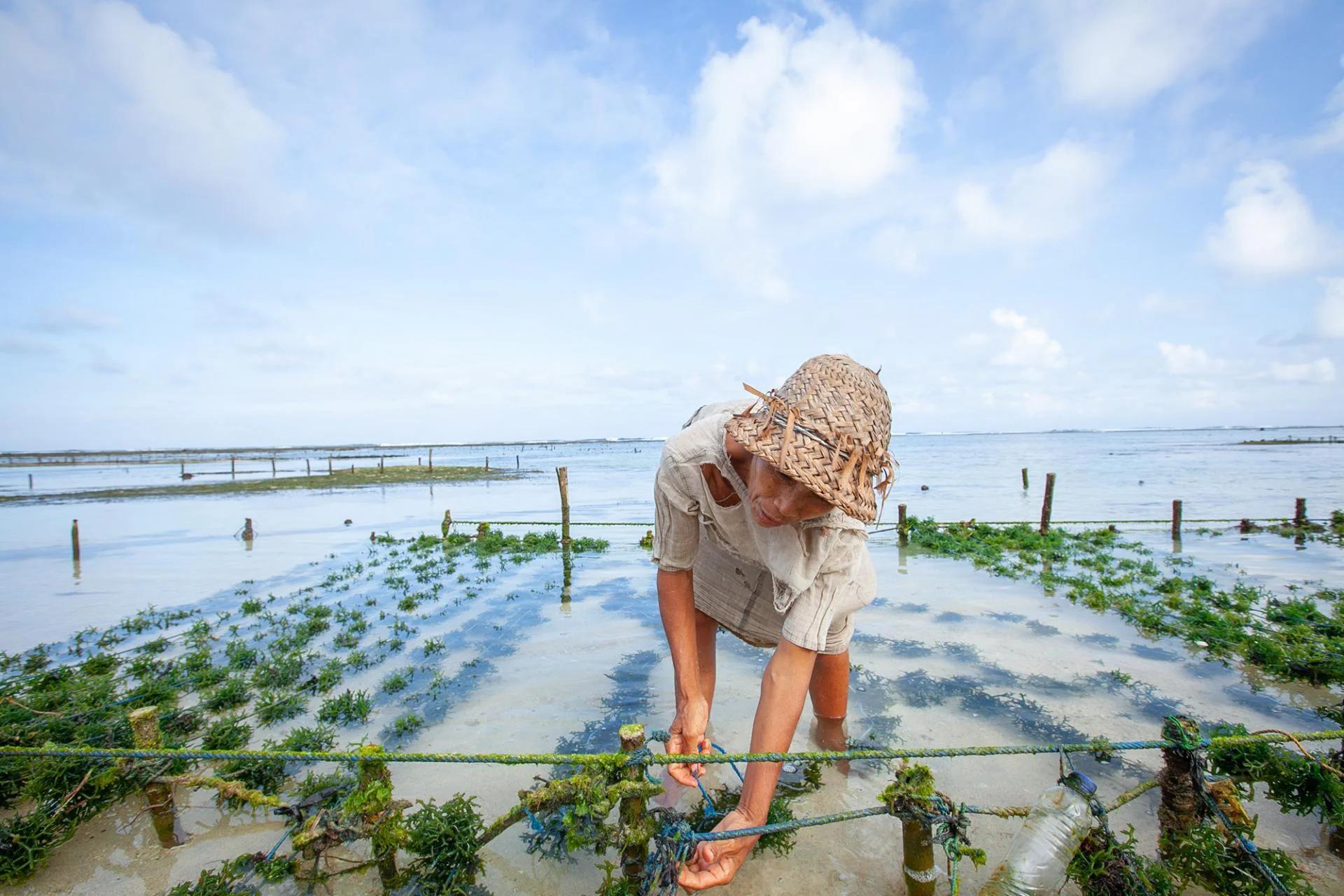 Seaweed Farming May Help Tackle Global Food Insecurity
