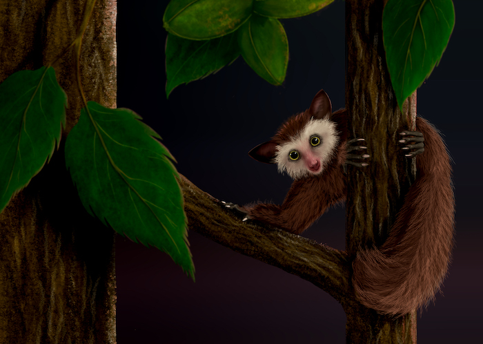 Fossils Tell Tale of Last Primate to Inhabit North America Before Humans