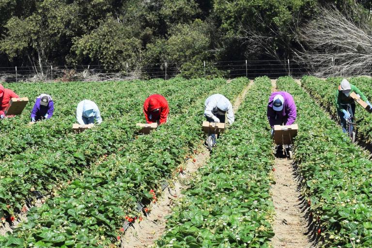 FOOD & NUTRITION Risk of Forced Labor Is Widespread in U.S. Food Supply, Study Finds