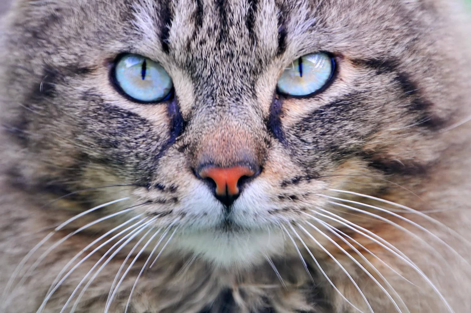 How a Dirty Litter Box Could Slow You Down as You Age