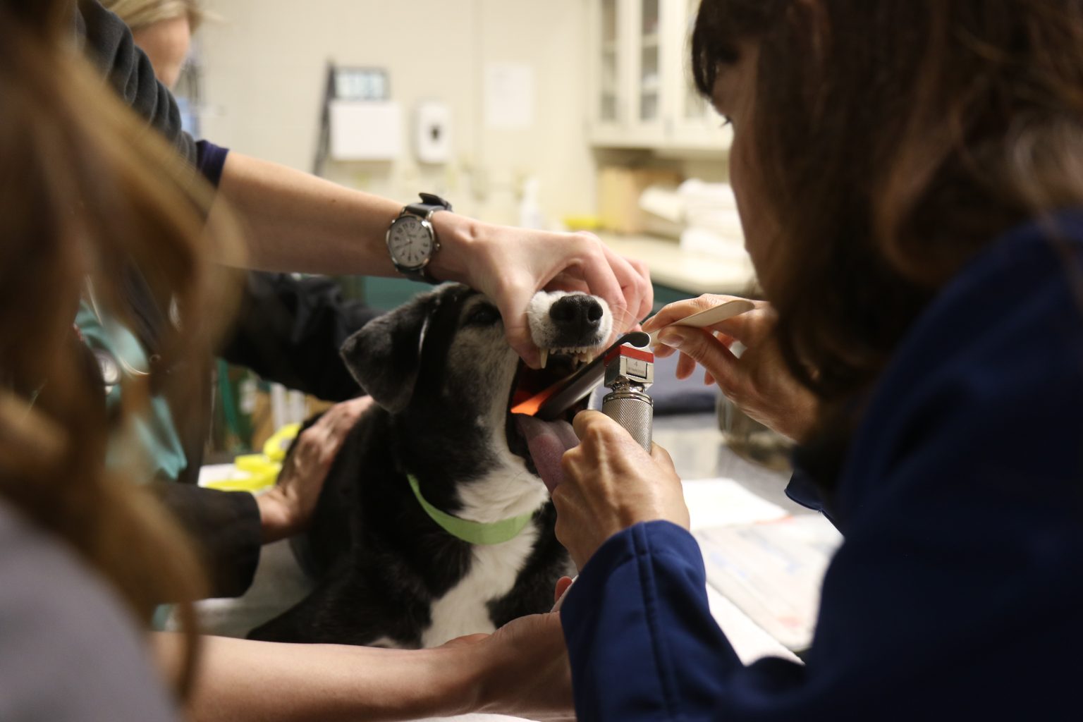 "Study Supports Strong Link Between Respiratory and Digestive Diseases"