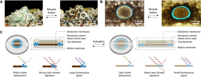 "UC Irvine Engineers Invent Octopus-inspired Technology That Can Deceive and Signal"