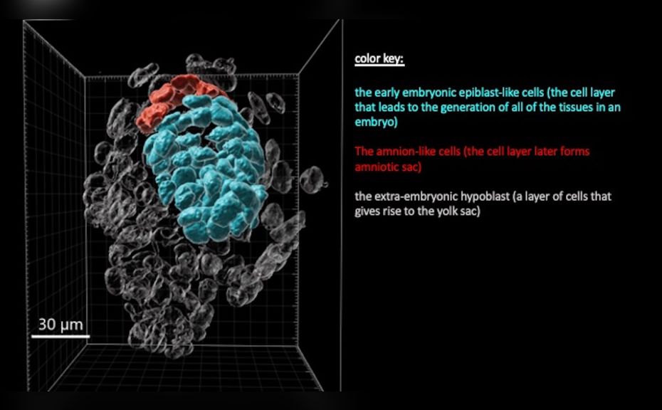 "New Model Provides Unprecedented Window Into Human Embryonic Development"