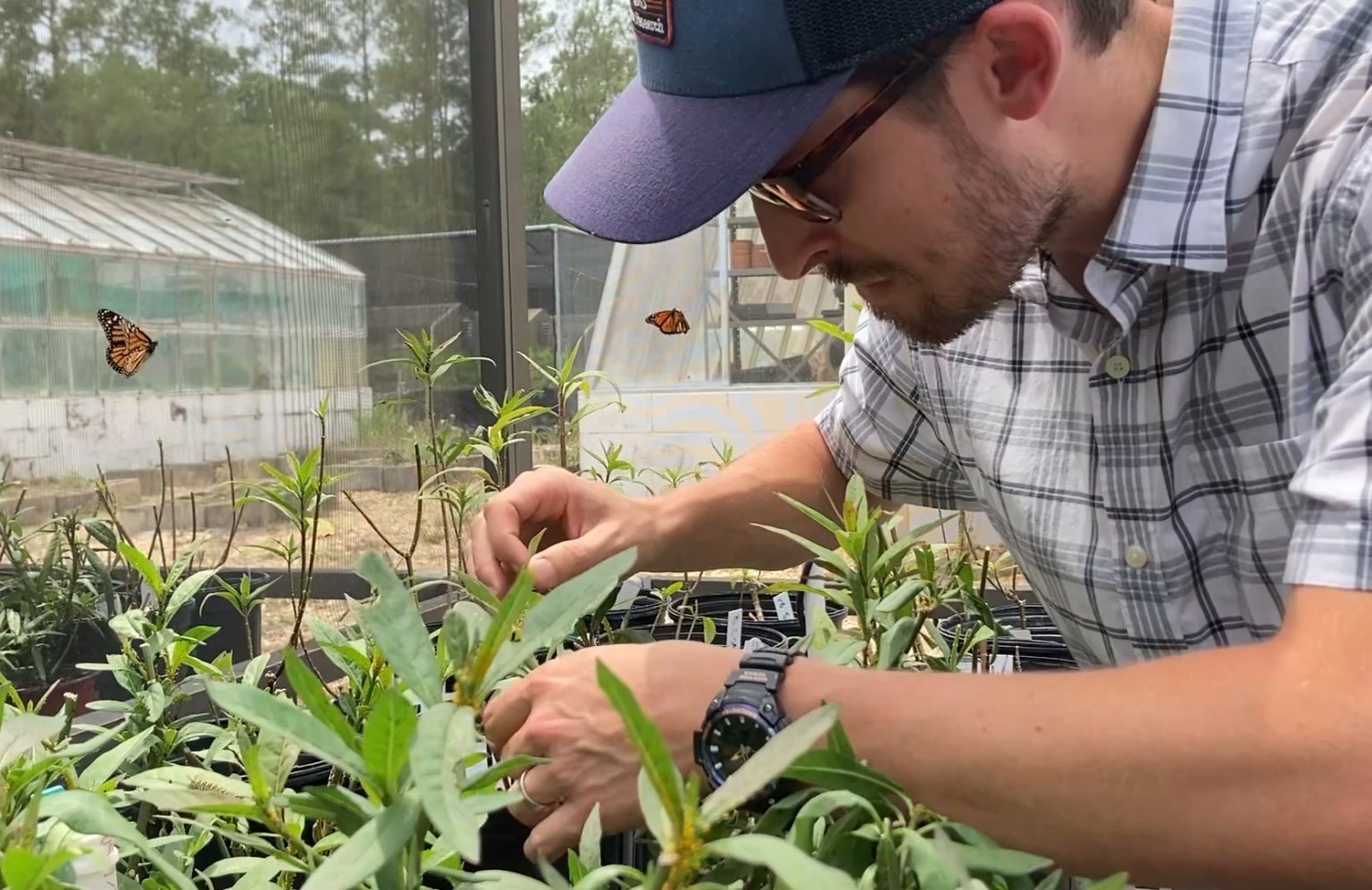 "Tiny Pests Pose Problems for Iconic Monarch Butterfly"