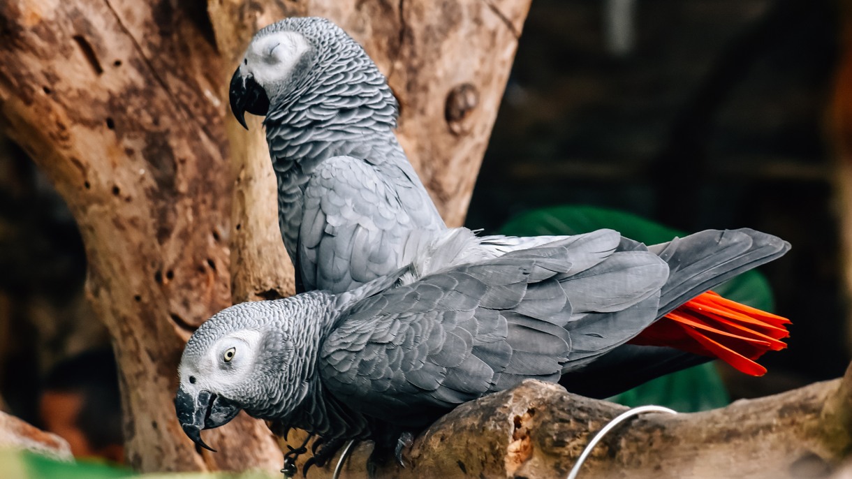 For This Brown University Scholar, Grey Parrot Trade Offers a Peek Into Both Human and Environmental History