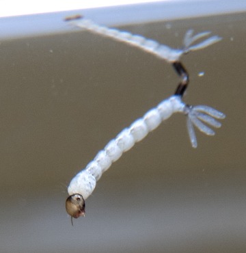 "Innovative chemical strategy targets mosquito larvae gut to combat spread of deadly diseases"
