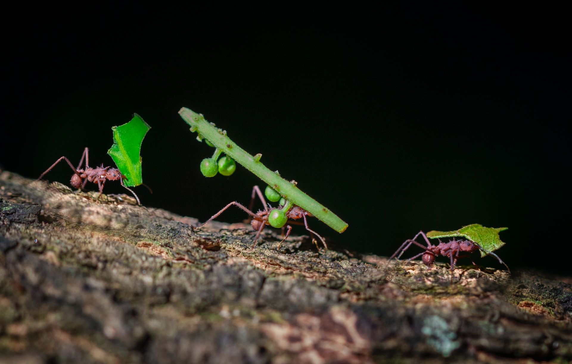 Could Insights From Ants Help People Build Better Transportation Networks?