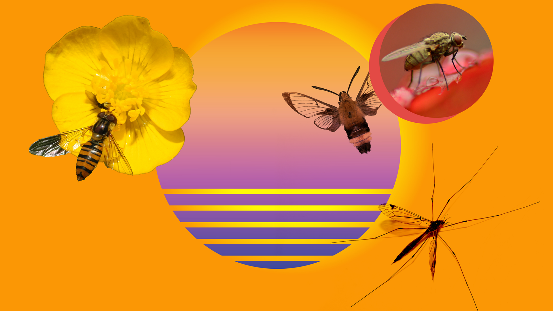 Are Bugs Bugging Humans or the Other Way Around? Study Reveals Surprises