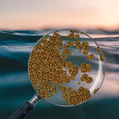 "The Unraveling of a Protist Genome Could Unlock the Mystery of Marine Viruses"