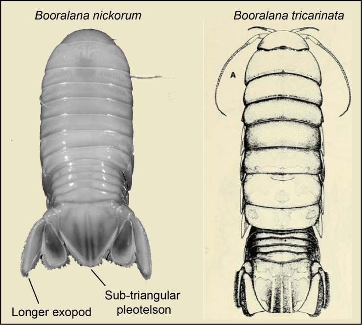 New Deep-Sea Crustacean Discovered in Bahamas""