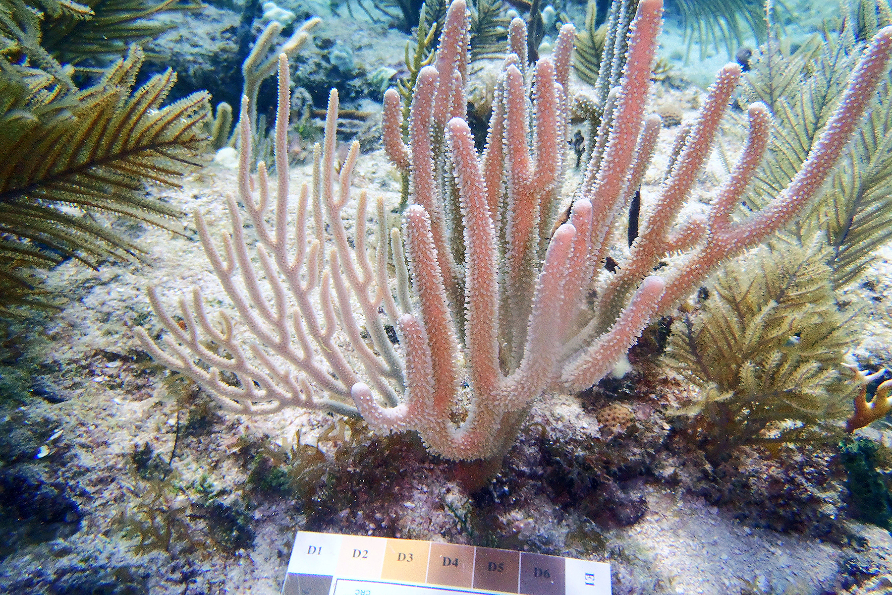 Study Identifies Key Algae Species Helping Soft Corals Survive Warming Oceans