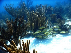 "Study Identifies Key Algae Species Helping Soft Corals Survive Warming Oceans"
