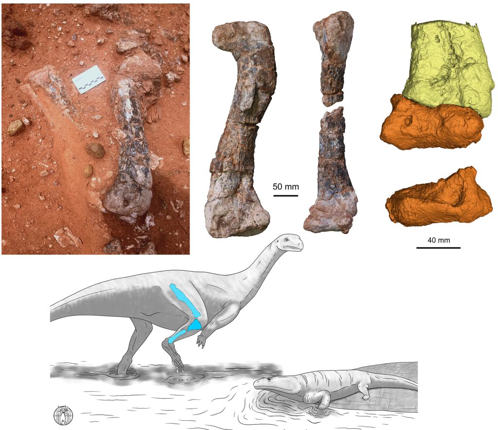 New Long-Necked Dinosaur Discovered