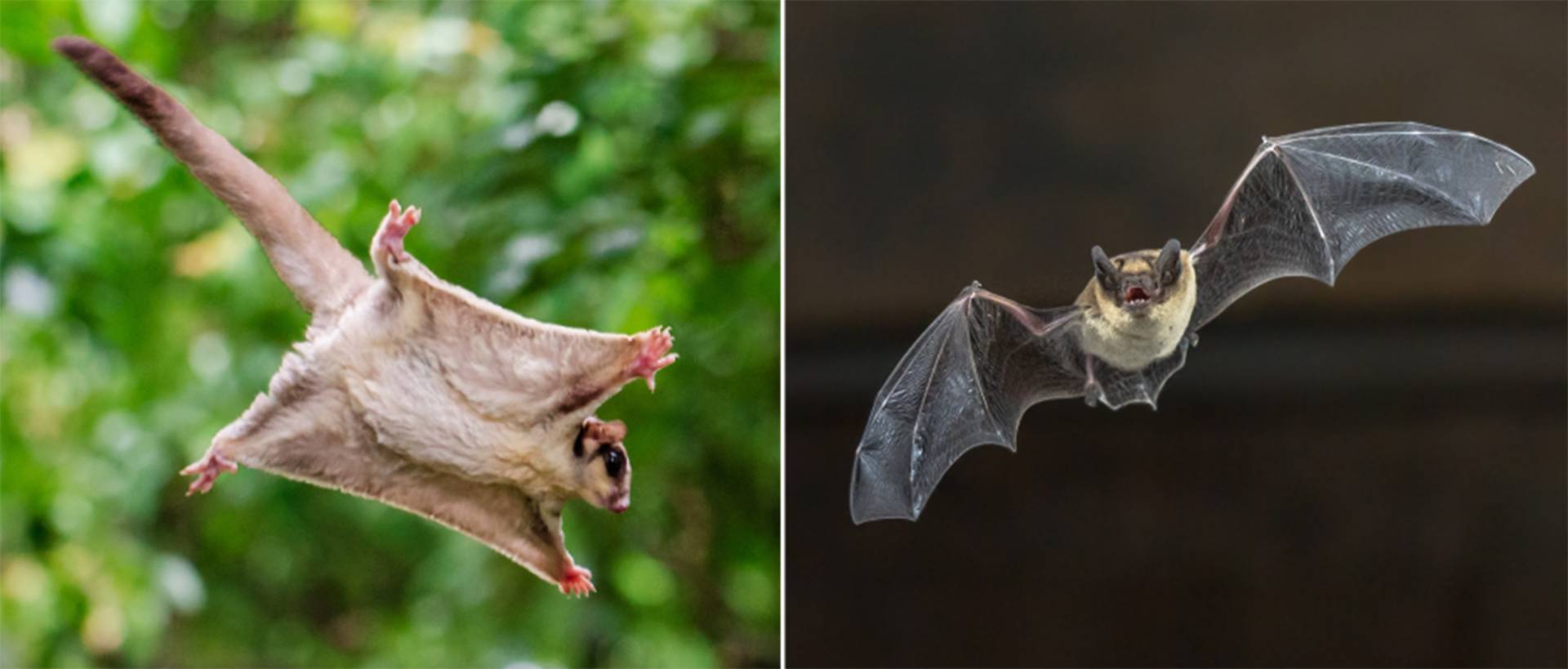 "A tiny marsupial is upending ideas about the origins of flying mammals"