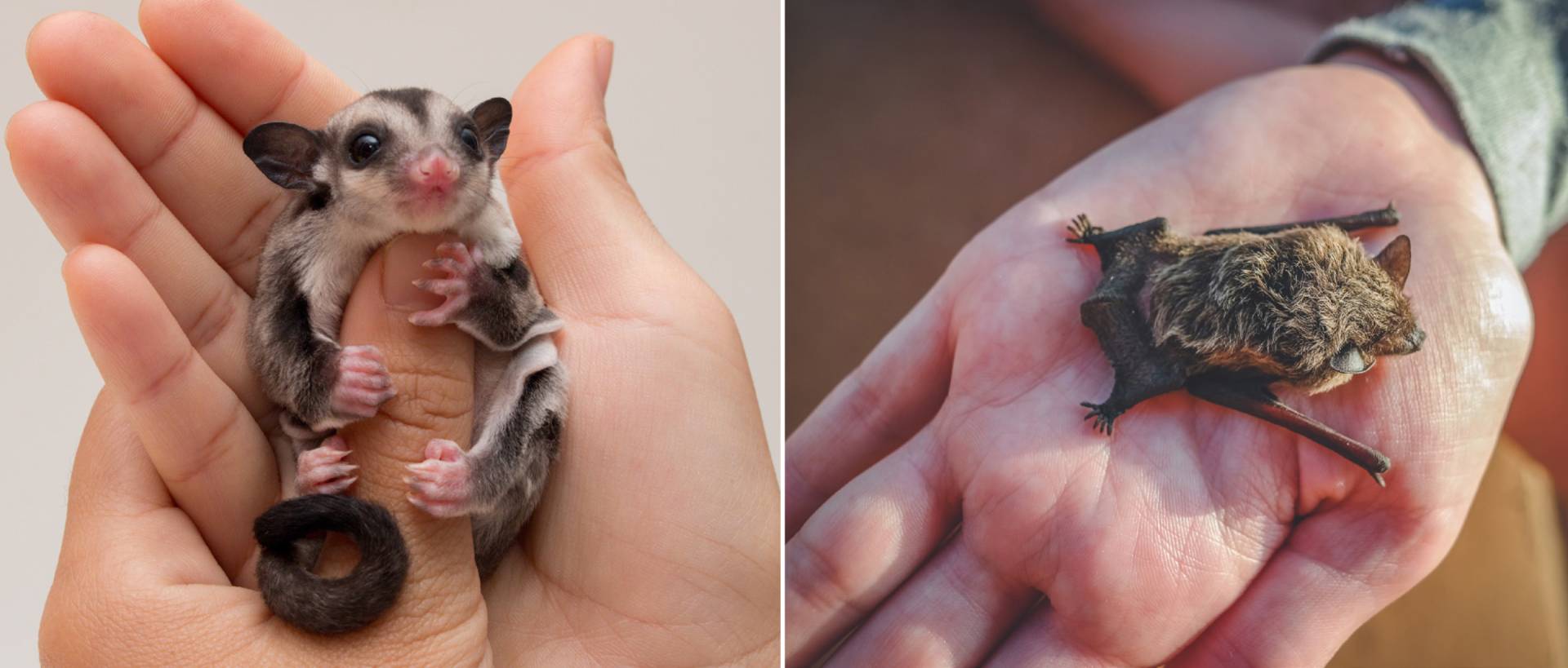 "A Tiny Marsupial is Upending Ideas About the Origins of Flying Mammals"