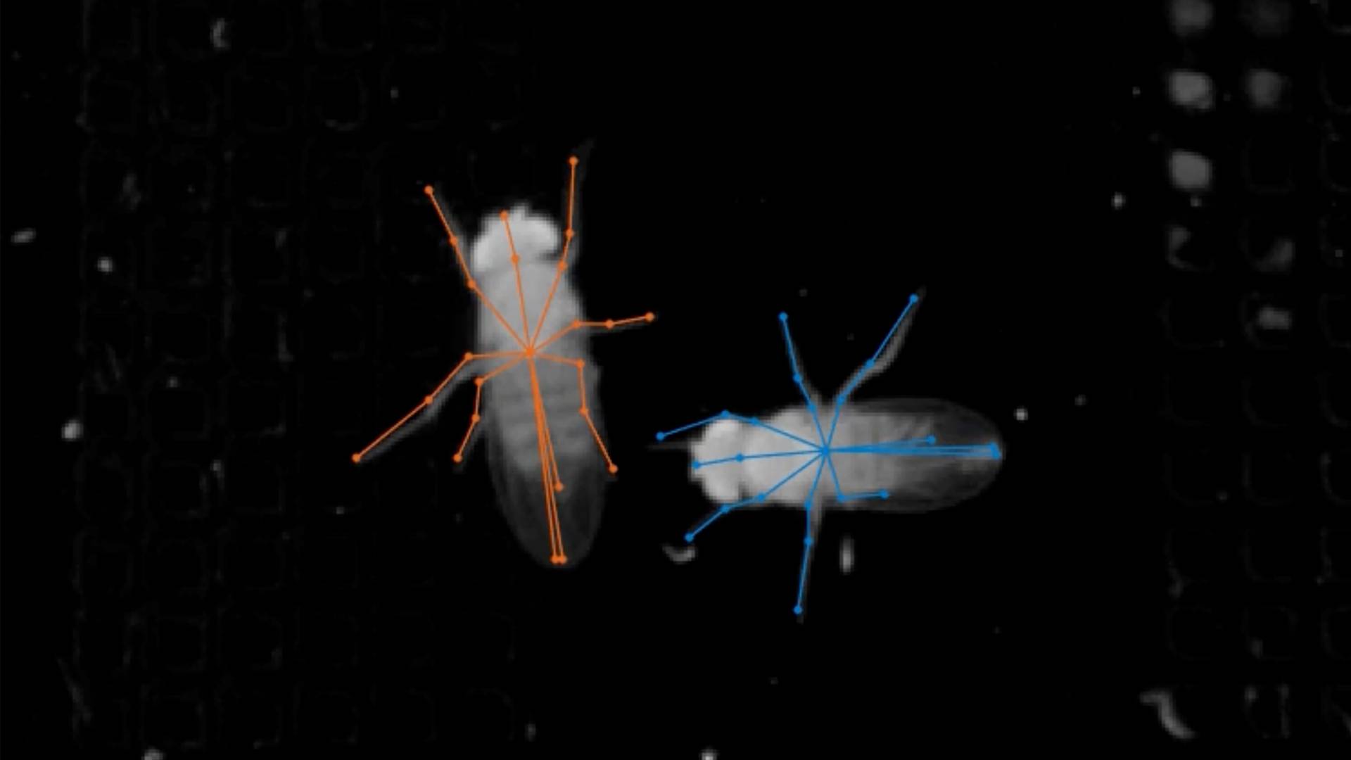 Fruit Fly Serenade: Princeton Neuroscientists Decode The Tiny Creatures’ Mating Song