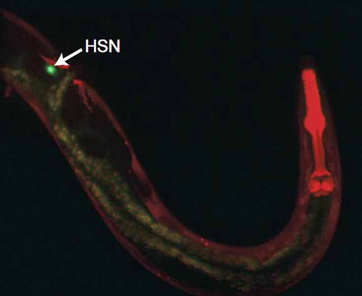 How a Single Neuron’s Parallel Outputs Can Coordinate Many Aspects of Behavior