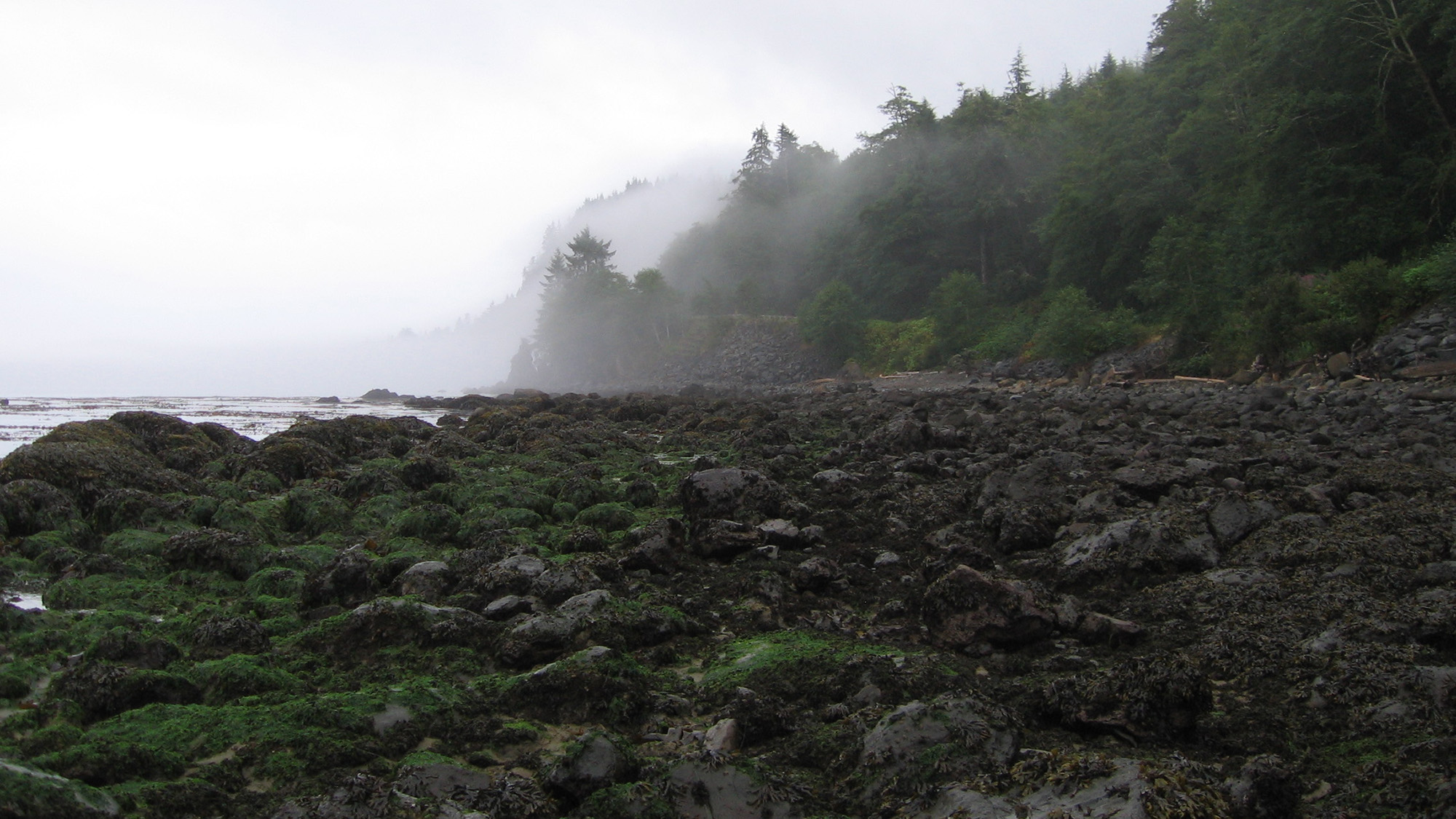 "Pacific kelp forests are far older than we thought"