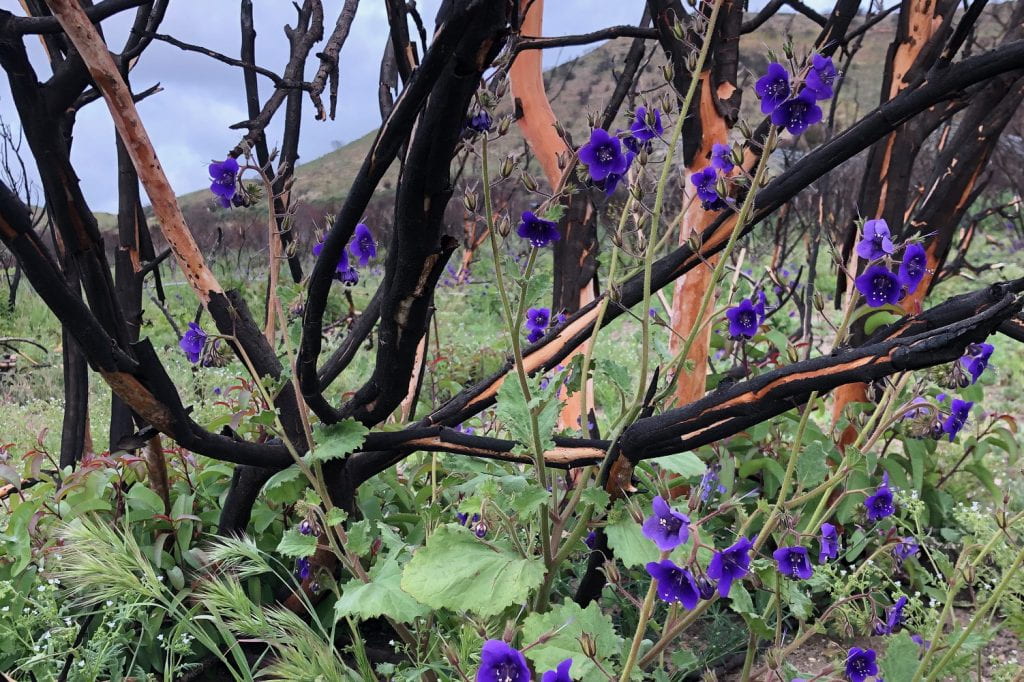 Study Finds Drought Fuels Invasive Species After Wildfires