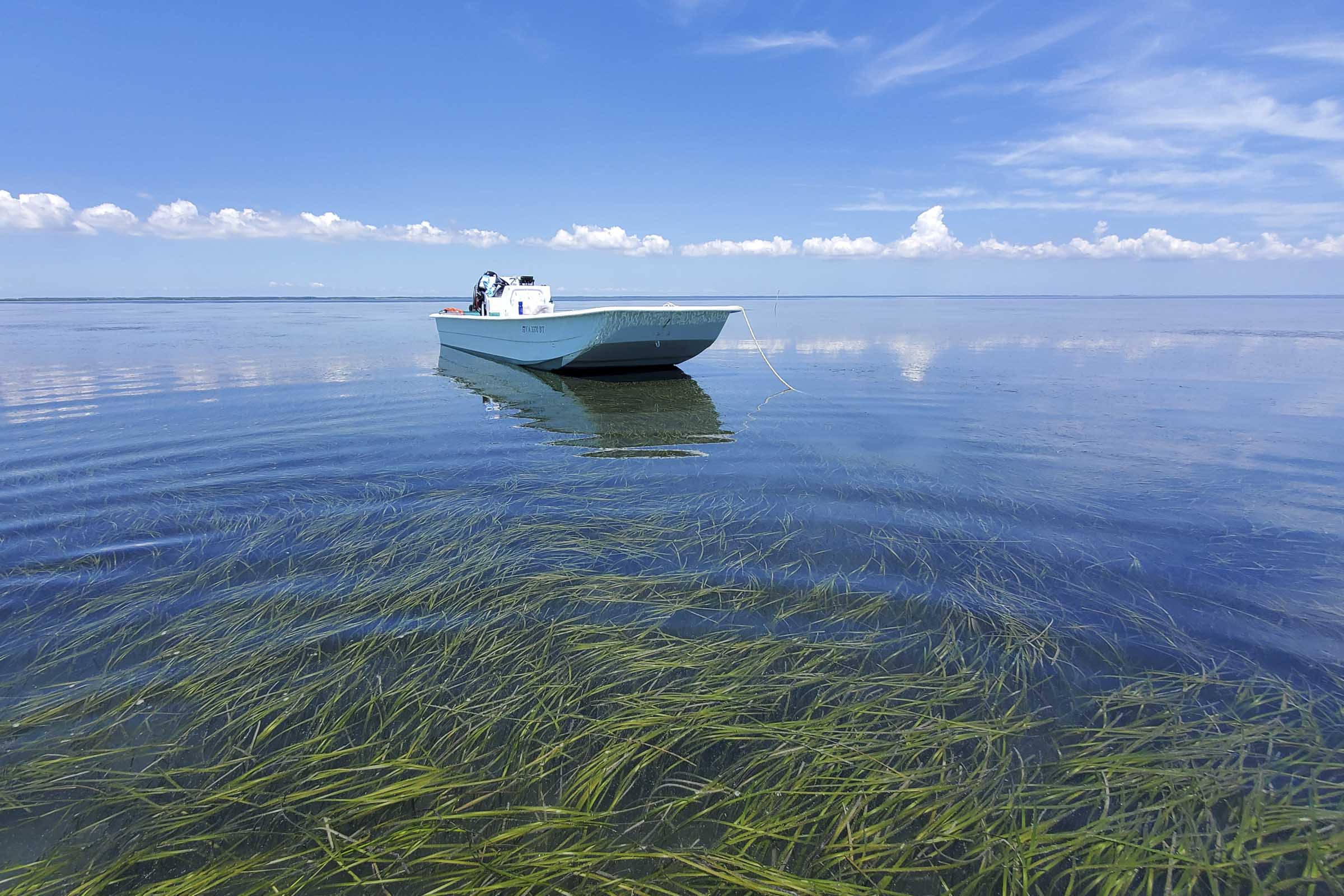 "With UVA Discovery, We May Be One Good Solution Closer to Solving Climate Change"