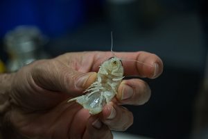 "New Deep-Sea Crustacean Discovered in Bahamas"