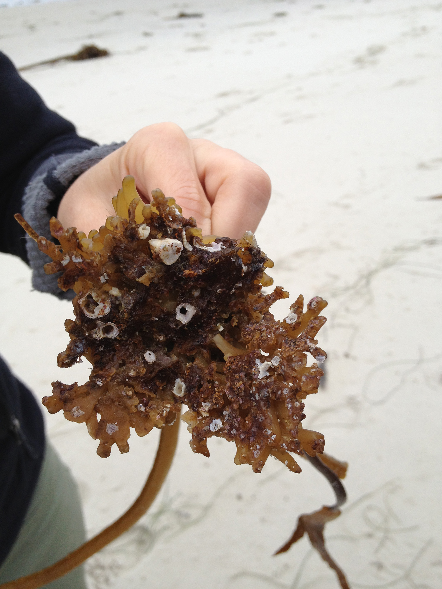 "Pacific kelp forests are far older than we thought"