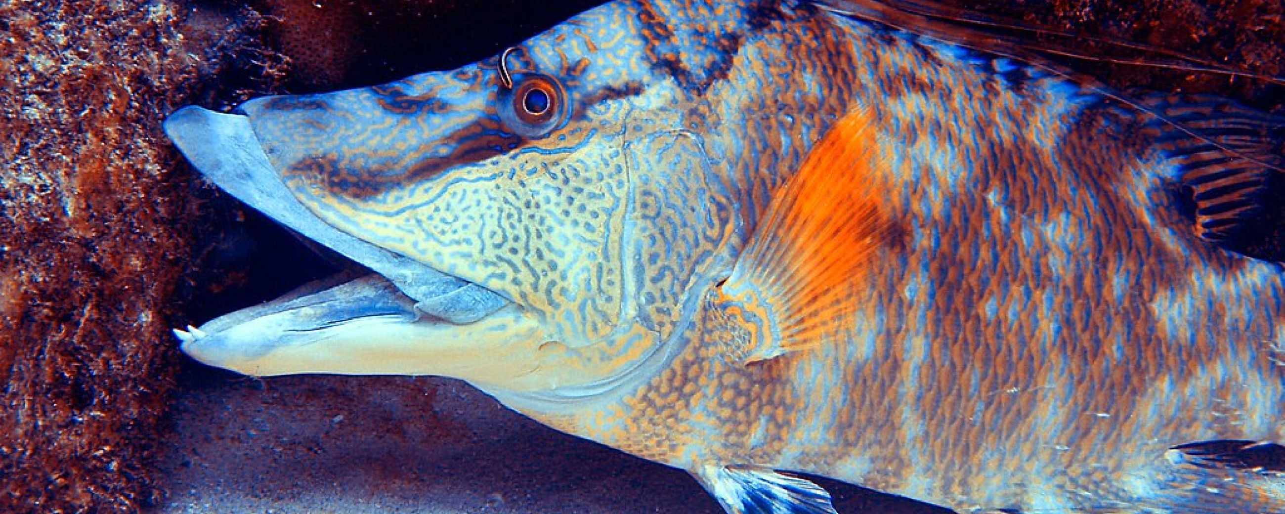 This Fish Doesn’t Just See With Its Eyes, It Also Sees With Its Skin.