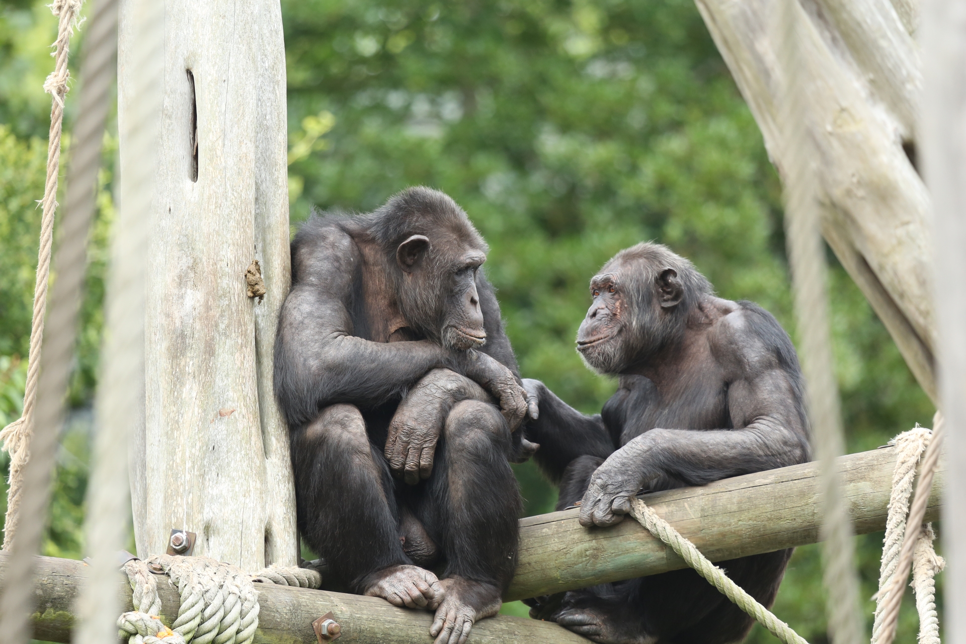 Move Over Dolphins. Chimps and Bonobos Can Recognize Long-Lost Friends and Family — for Decades
