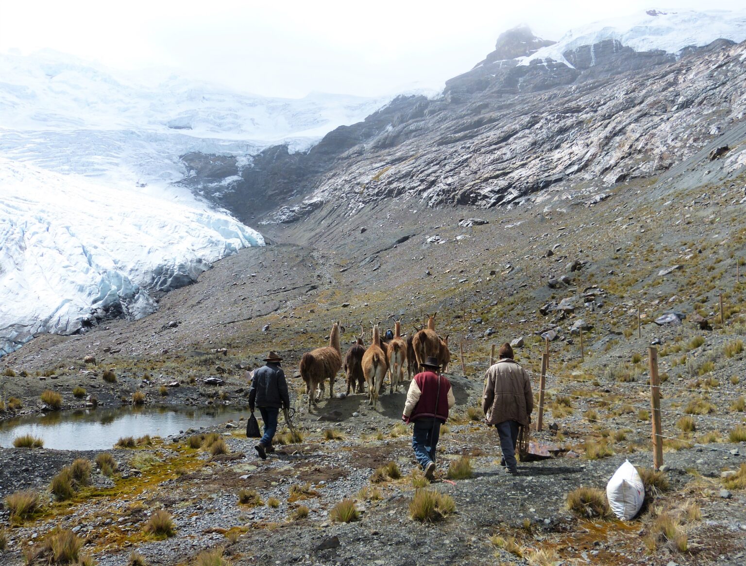 "Llamas Help Mitigate Effects of Climate Change"