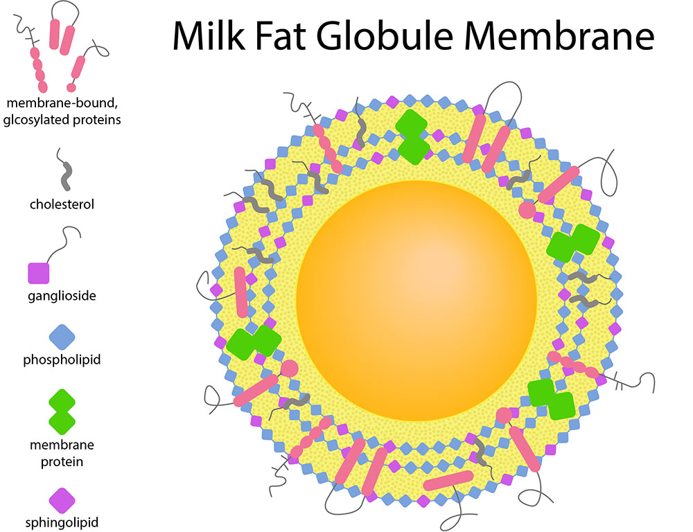 "Study Demonstrates Adding Complex Component of Milk to Infant Formula Confers Long-term Cognitive Benefits"