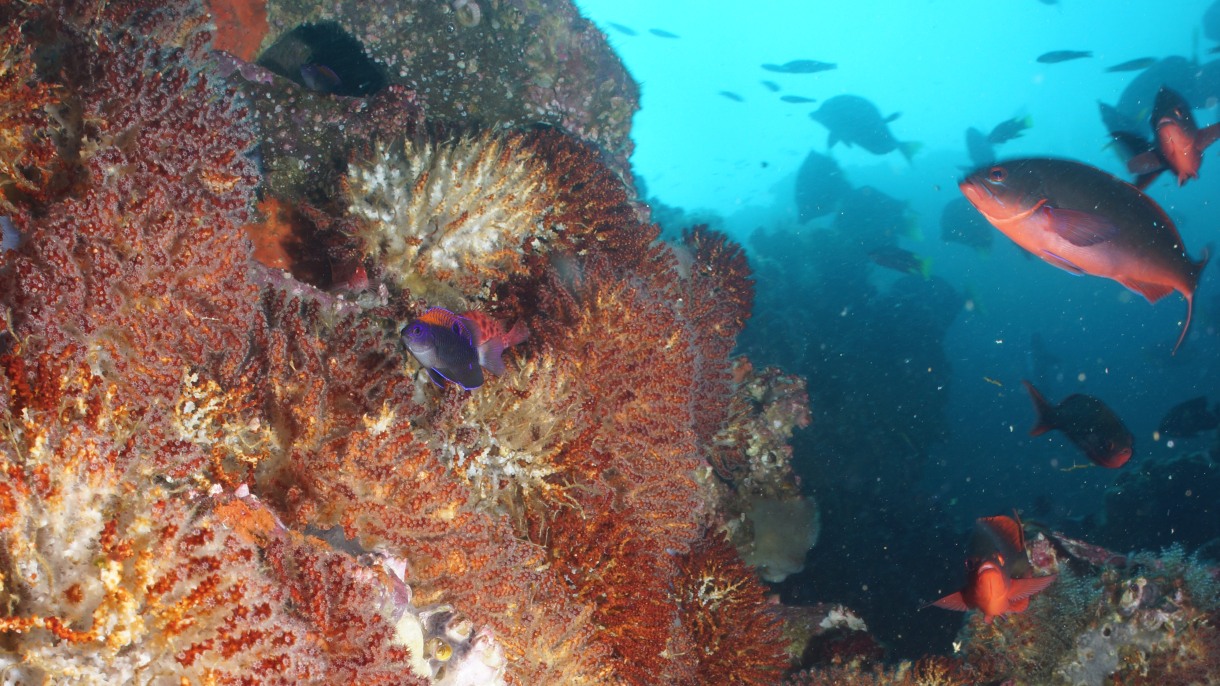 Climate Change Effects Hit Marine Ecosystems in Multiple Waves, According to Marine Ecologists