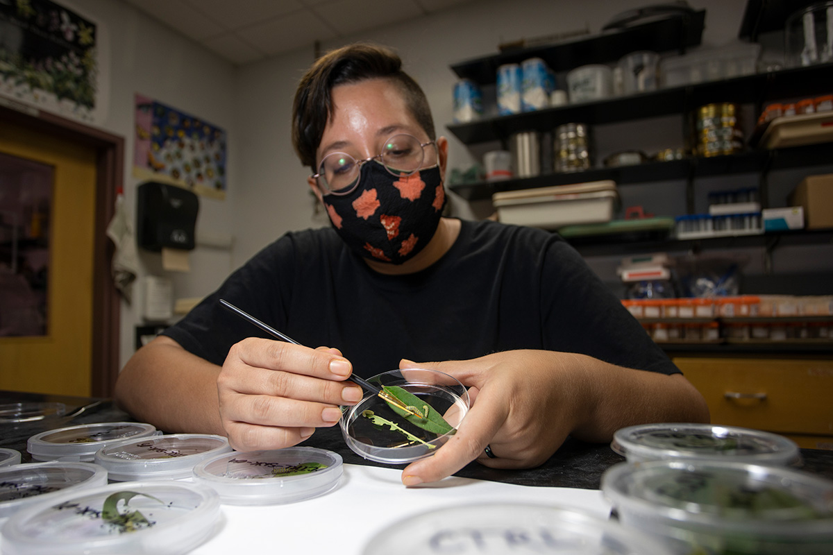 "Tiny Pests Pose Problems for Iconic Monarch Butterfly"