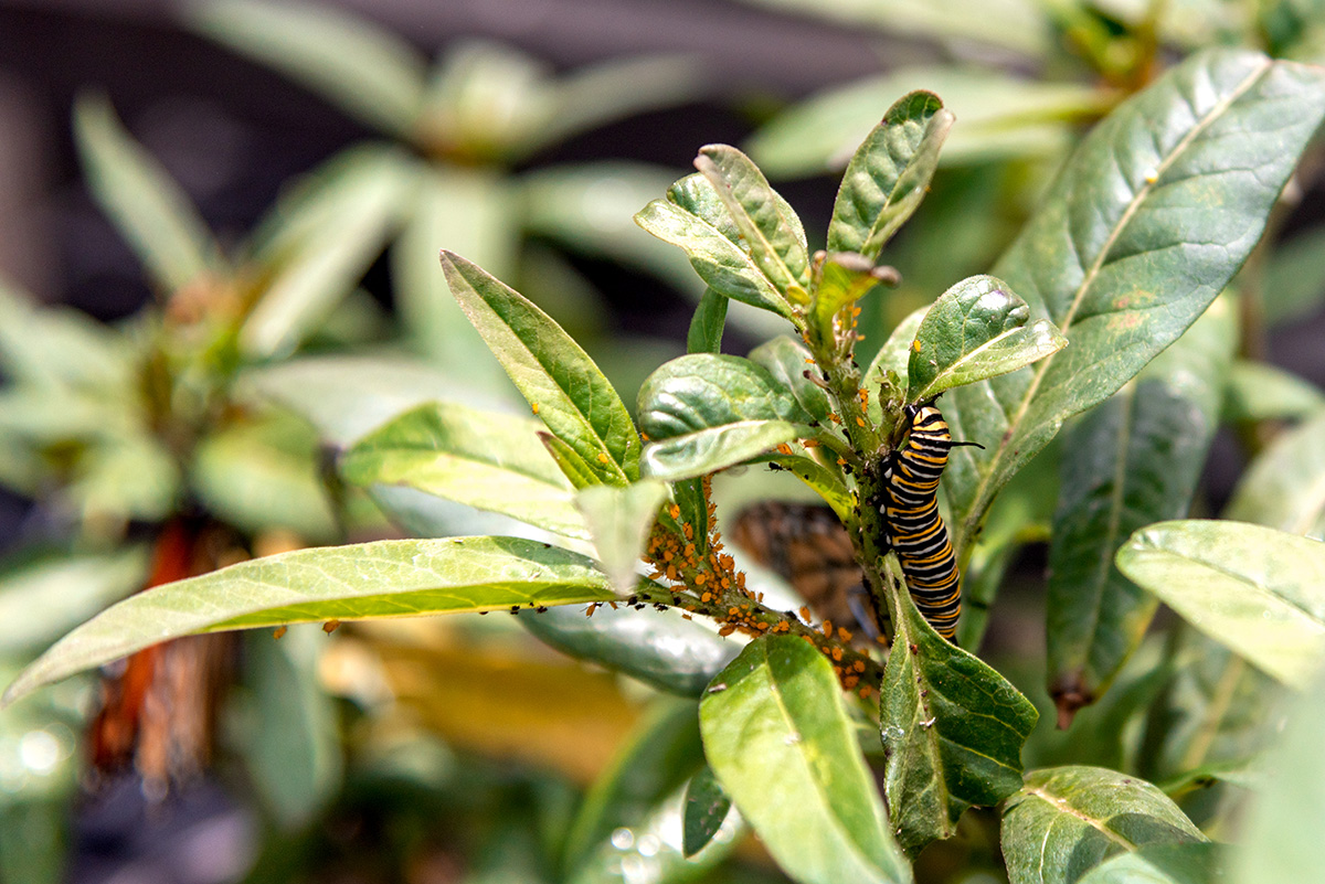 "Tiny Pests Pose Problems for Iconic Monarch Butterfly"