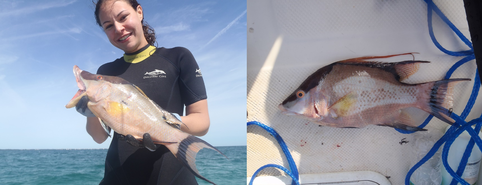 "This Fish Doesn’t Just See With Its Eyes -- It Also Sees With Its Skin."