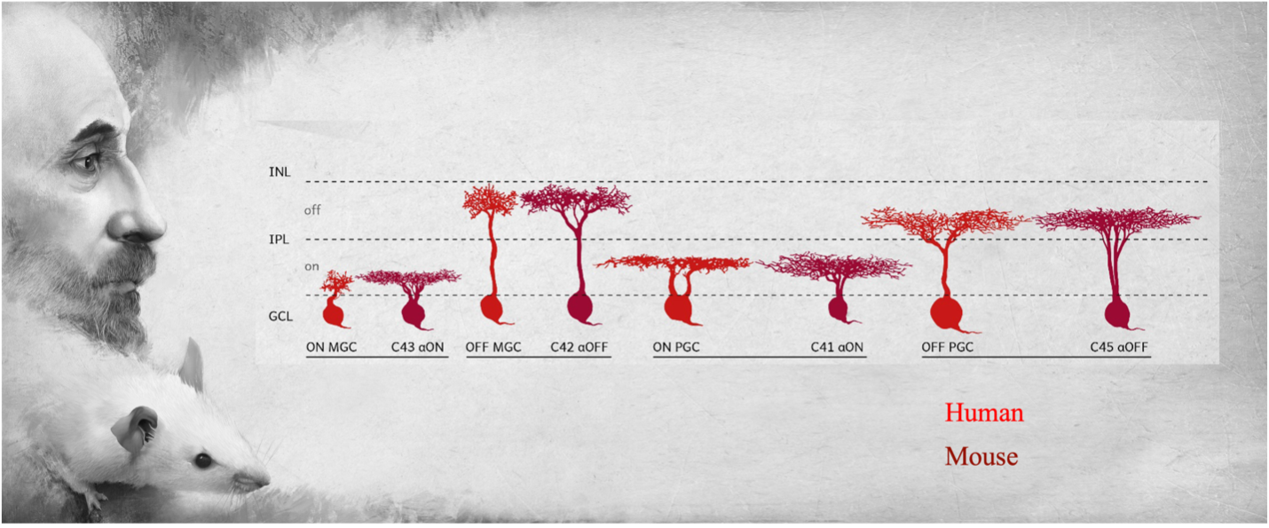 Cell Types in the Eye Have Ancient Evolutionary Origins