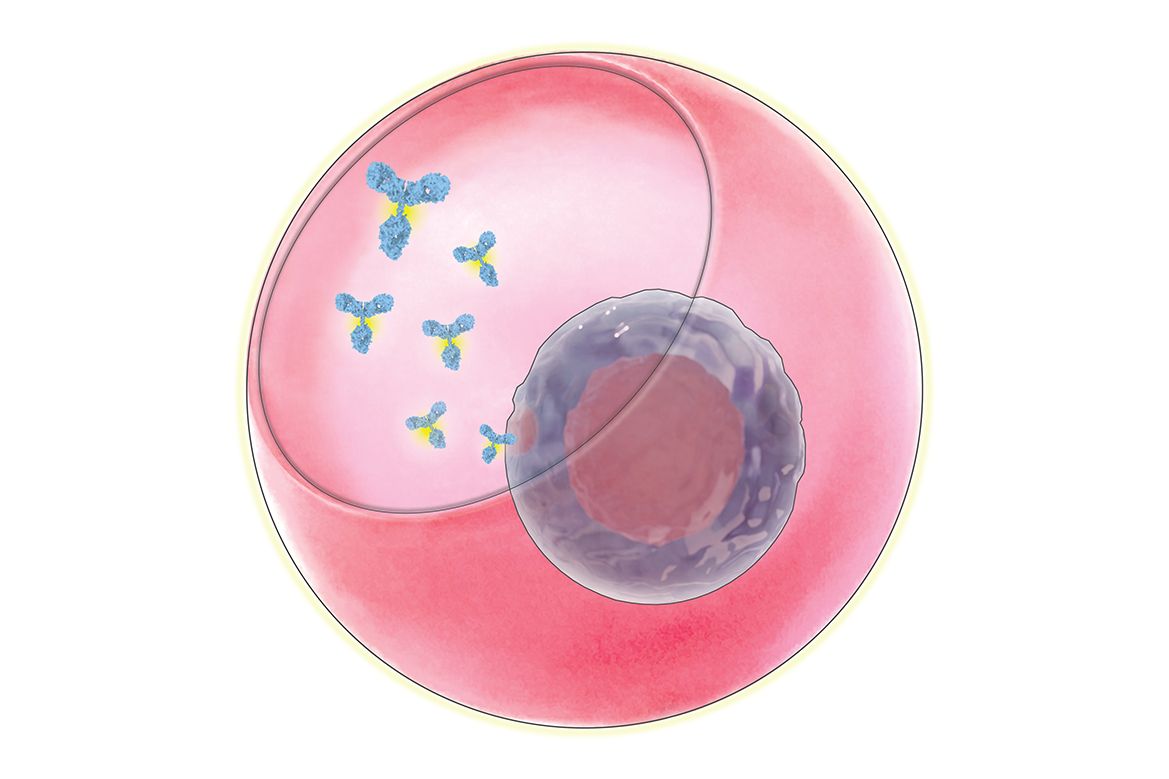 New Study Identifies Genes Linked to High Production of Key Antibody