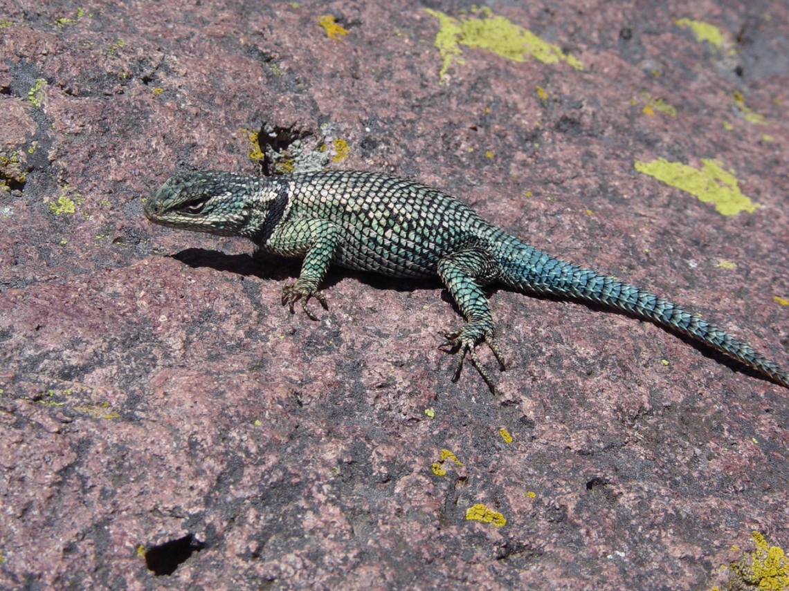 The Pace of Climate-Driven Extinction is Accelerating