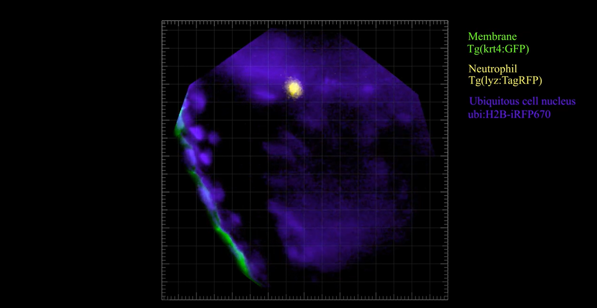 Pictures Inside a Cell: USC Researchers Develop New Tool to Provide Greater Insight Into Living Tissues