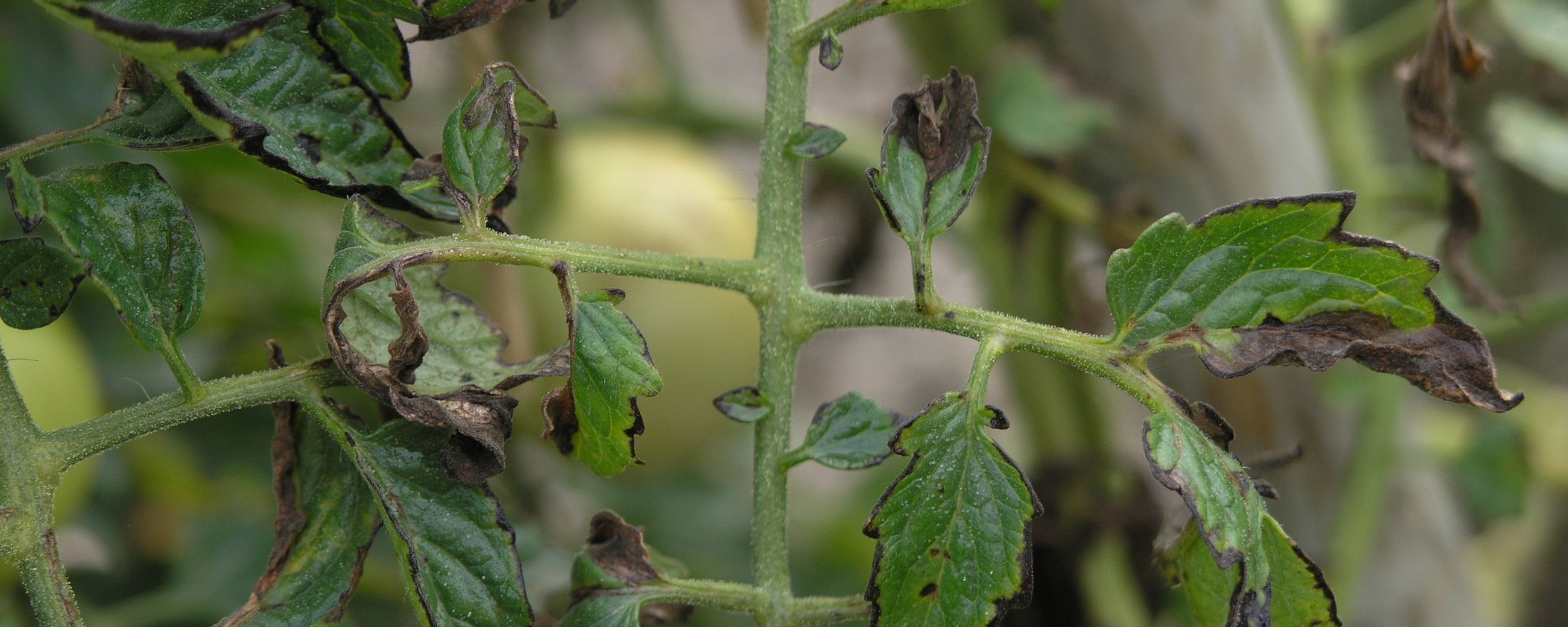 Mysterious Family of Microbial Proteins Hijack Crops’ Cellular Plumbing