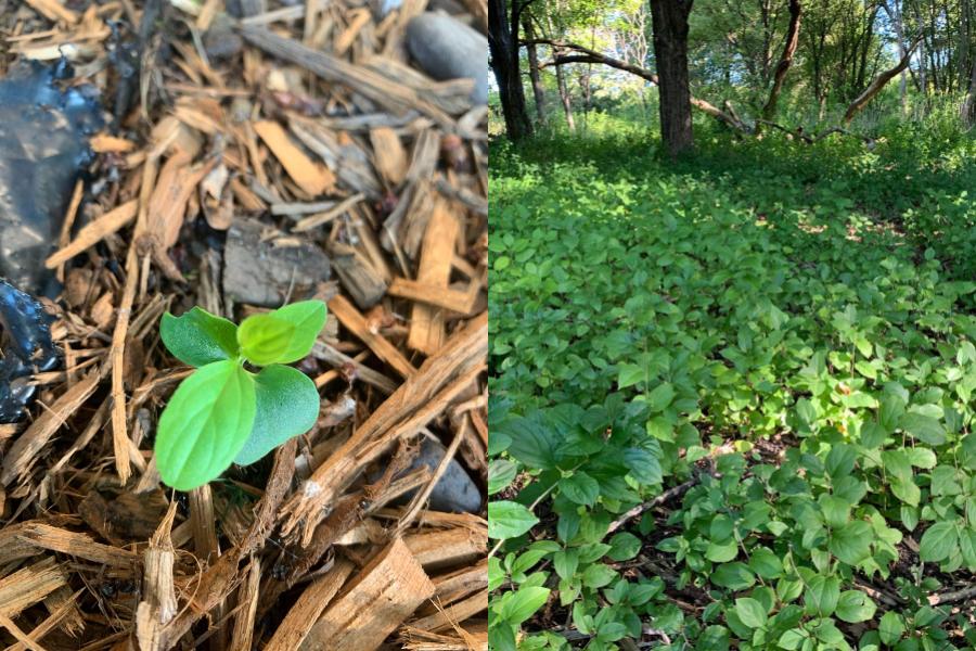 Researchers Uproot Decades of Buckthorn Management Practices
