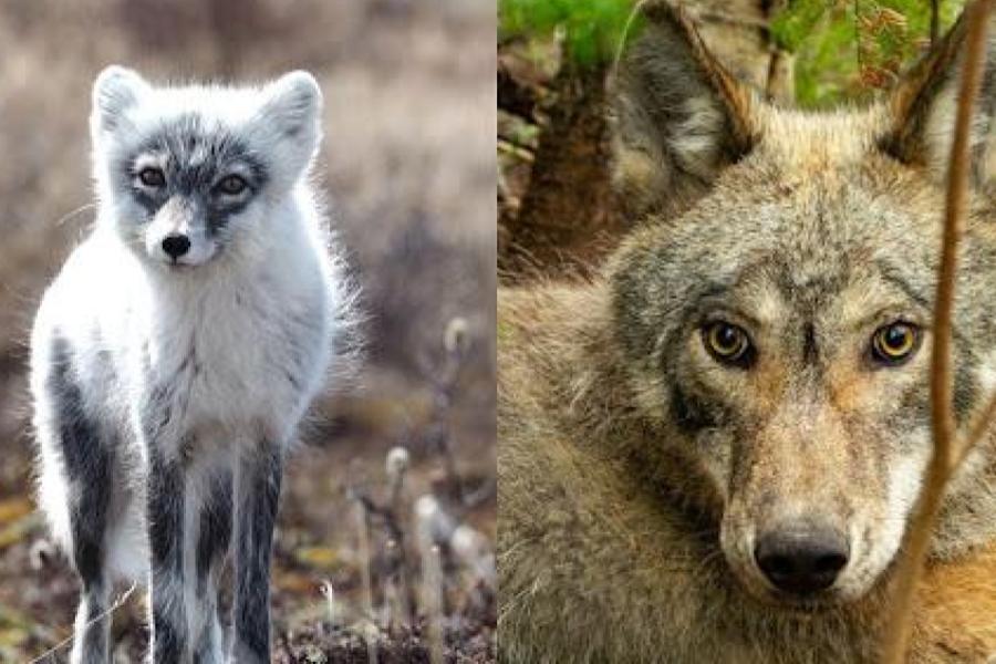 Predators Play Irreplaceable Role in Ecosystems