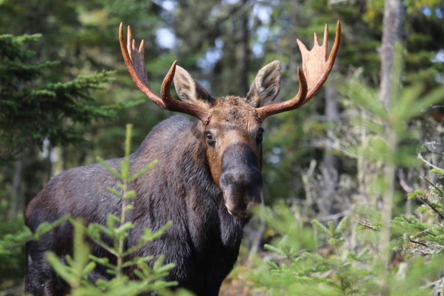 New Research Sheds Light on the Decline of Minnesota's Moose Population