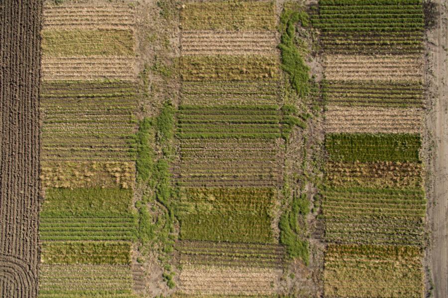 Satellites and AI Could Help Farmers Detect Soybean Aphid Infestations