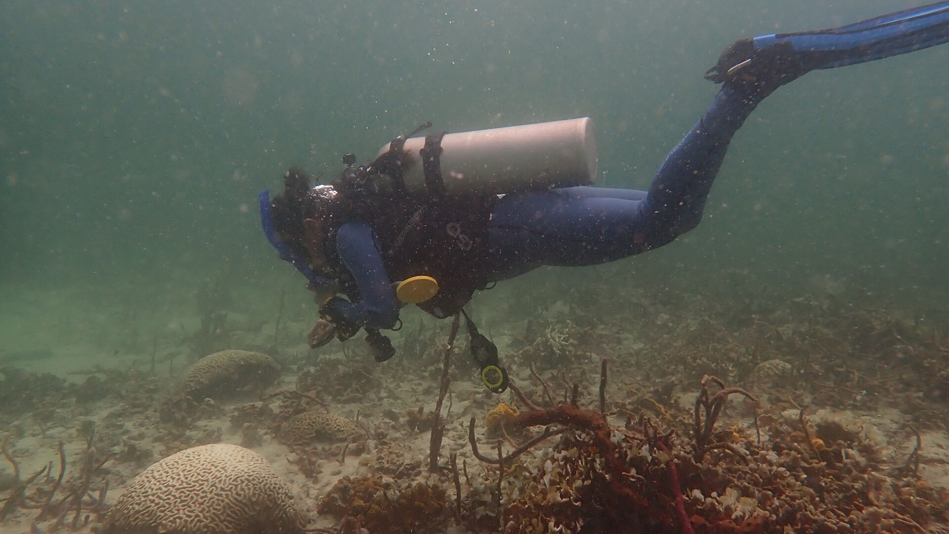 For Coral Reefs, Temperature Is Everything—Is It Too Late to Save Them?