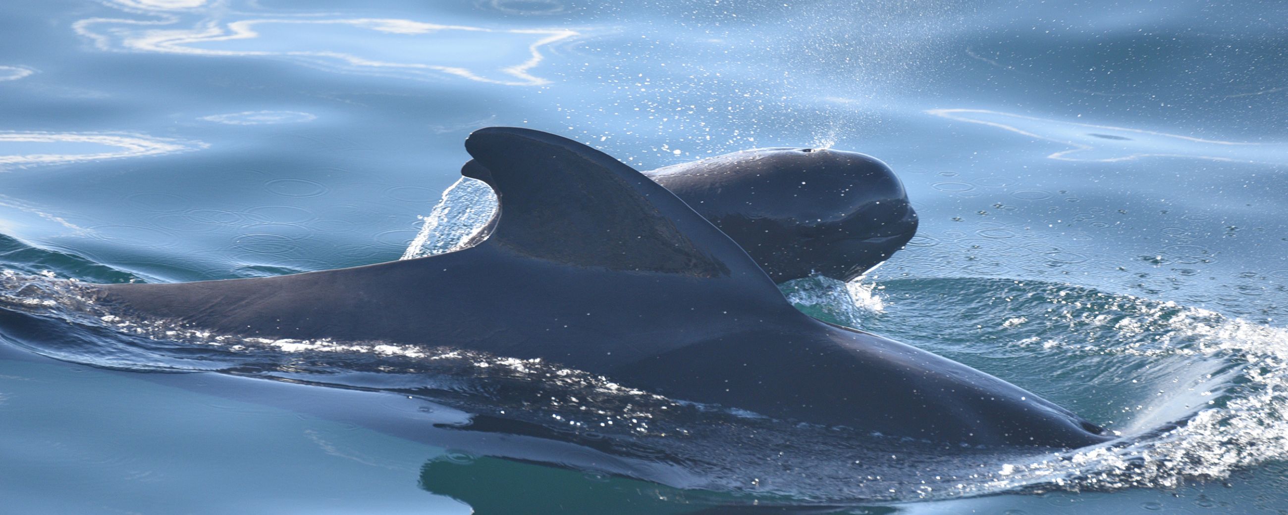 Marine Lab Study Finds Microplastics Embedded in Tissues of Whales and Dolphins